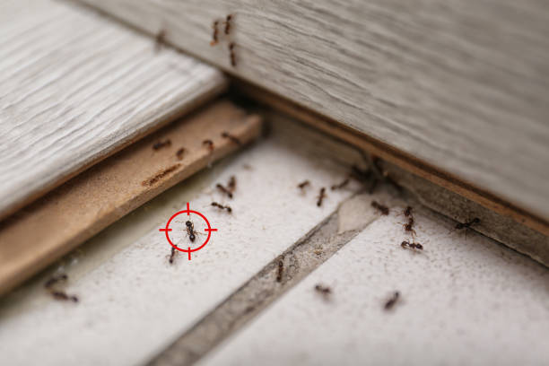Best Pest Removal Services  in March Ar, CA