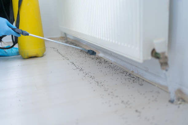 Best Rat Extermination Near Me  in March Ar, CA